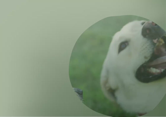 Custom Made Pet Portrait Rugs